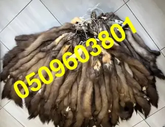 Зображення для оголошення Купуємо шкіри/хутро куниці ДОРОГО ПО УСІЙ УКРАЇНІ