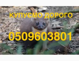Зображення для оголошення Купимо найдорожче шкіри куниці/куниця/шкури/мех/продати шкіри