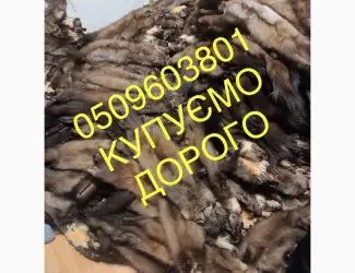 Зображення для оголошення Шкіри куниці купуємо дорого куница