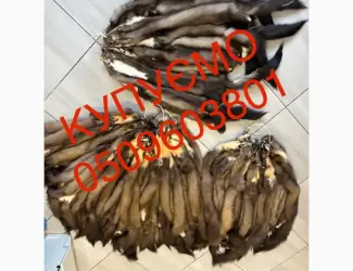 Зображення для оголошення Купимо найдорожче шкіри куниці будь які обʼєми