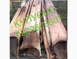 Зображення для оголошення Купуємо дорого сухі шкіри бобра