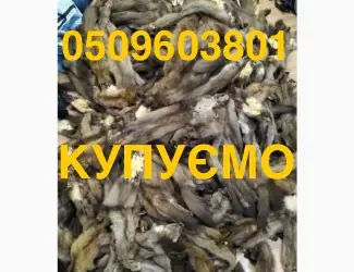 Зображення для оголошення Купуємо ДОРОГО хутро шкури мех шкіри