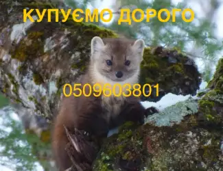 Зображення для оголошення Купуємо дорого шкіри мех хутро куниці