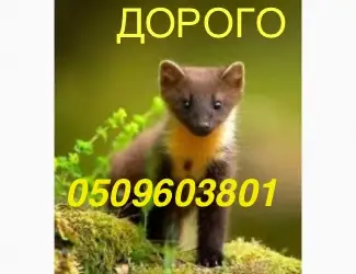 Зображення для оголошення Купуємо ДОРОГО куницю лісову і камянку