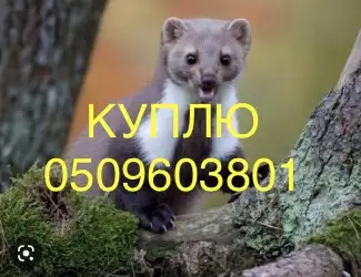 Зображення для оголошення Купуємо дорого шкіри куниці НАЙВИЩІ ЦІНИ