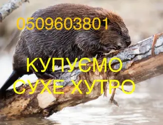 Зображення для оголошення Купуємо хутро бобра сухе не солене разом зі струєю