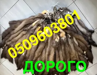 Зображення для оголошення Купуємо куницю по Україні ДОРОГО