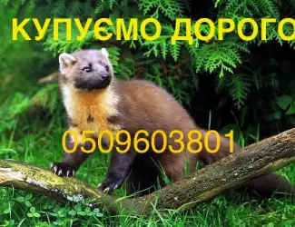 Зображення для оголошення Куплю шкури шкіри хутро шкірки куниці