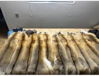 Шкірки Island fox ( Ісланд фокс)