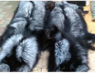 Чорнобурка Silver fox