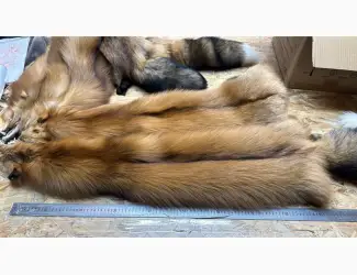 Голд Фокс Gold Fox