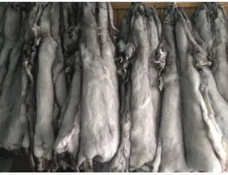 Продам шкури Польського песця
