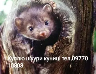 Зображення для оголошення Куплю шкури