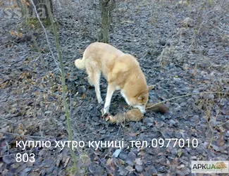 Зображення для оголошення Куплю шкіри