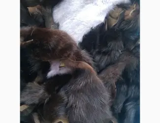 Продам хвосты норки