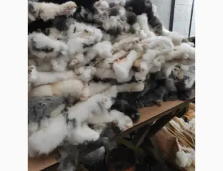 Куплю кролячу шкурку