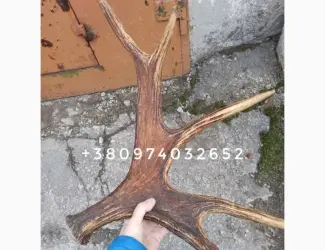Куплю рога лося