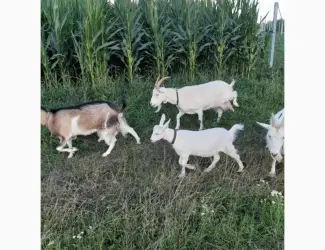 Продам козье молоко