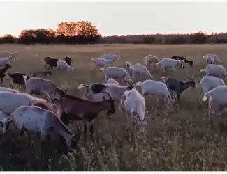 Продам козяче молоко оптом