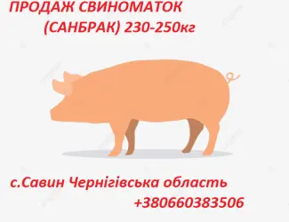 Зображення для оголошення Продаж свиноматок. Козелець