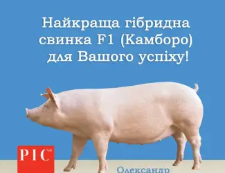 Зображення для оголошення Гібридні батьківські свинки Ф1 Камборо - генетика РІС