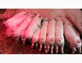 Зображення для оголошення Продам льошки Ф1