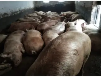 Зображення для оголошення Продам свиней