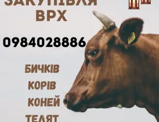 Зображення для оголошення Закупівля