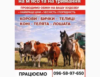 Зображення для оголошення Закуповуємо ВРХ Корови Коні Бички Телиці Телята На М'ясо Та На Тримання