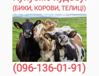 Зображення для оголошення Куплю худобу у Вінницькій