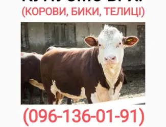 Зображення для оголошення Куплю худобу (бики