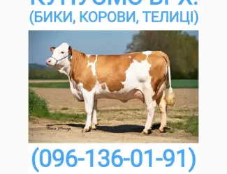 Зображення для оголошення Куплю молочні телята у Вінницькій