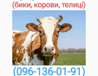 Зображення для оголошення Куплю худобу у Черкаській області