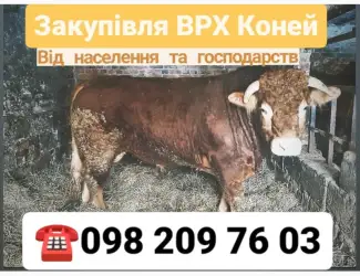 Зображення для оголошення Куплю ВРХ Вінницька Хмельницька Житомирська Тернопільська Київська Черкаська