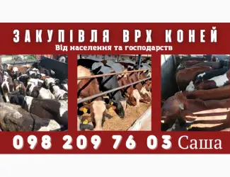 Зображення для оголошення Куплю КОРІВ БИКІВ КОНЕЙ від населення та господарств
