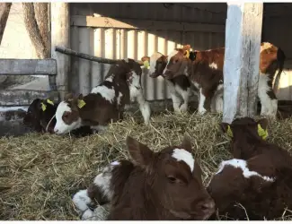 Зображення для оголошення Продам бычки от двух недель