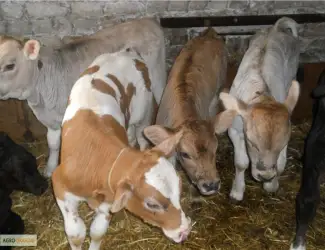 Зображення для оголошення Продам бычки