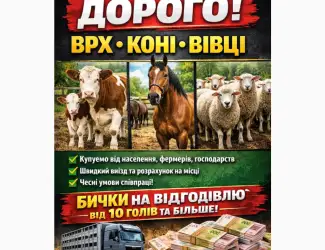 Зображення для оголошення Куплю ВРХ по Хмельницькій Житомирській Вінницькій областях