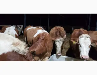 Зображення для оголошення Продам от производителя. Голштинскую и Семинталь породы коровы