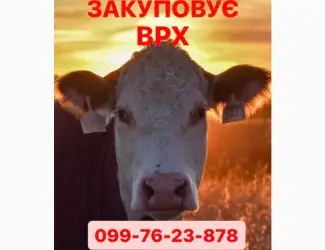 М’ясопереробне Підприємство