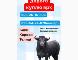Закуповуємо ВРХ по всій Харківській області