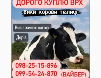 Закупівля по населенню ВРХ