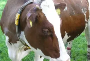 Зображення для оголошення Есть покупатели крс от производителей и поставщиков от 20 голов