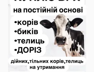 Скуповую корів по населенню на ферму та мʼясо