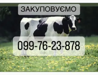 Закуповуємо корів на мʼясо будь яка кількість