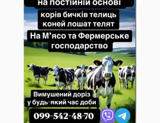 Зображення для оголошення Куплю ВРХ корів