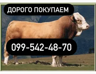 Зображення для оголошення Куплю ВРХ