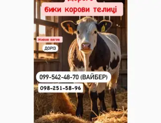 Зображення для оголошення Закуповуємо ВРХ