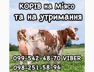 Зображення для оголошення Фермерське господарство «МРІЯ» закуповує ВРХ на утримання та забій