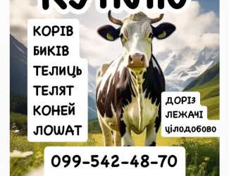 Зображення для оголошення Постійно закуповуємо ВРХ корови бички